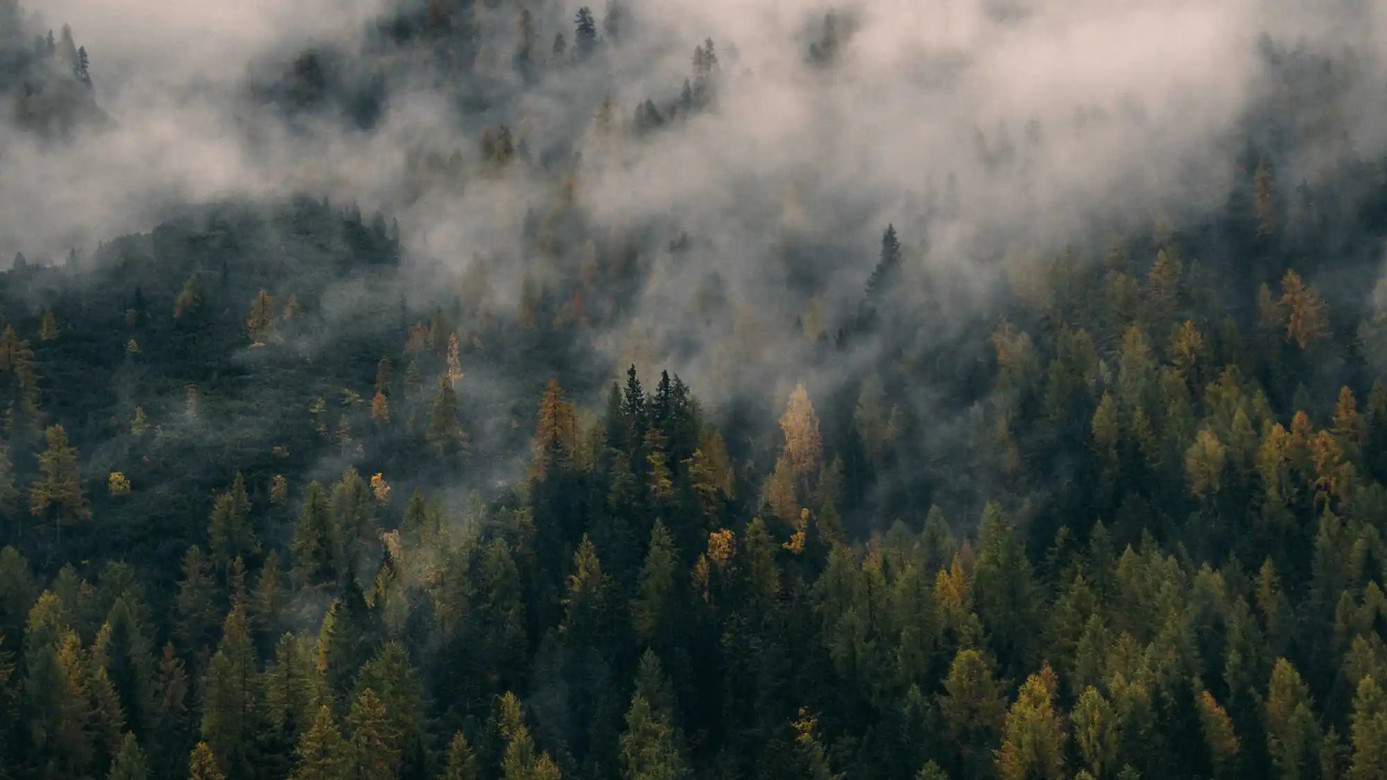 Misty forest landscape with autumn pines